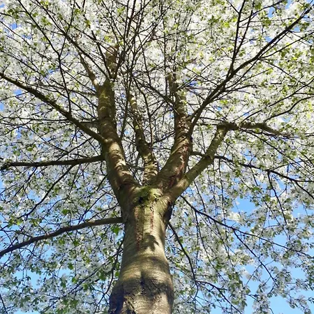 酒店 Alter Bahnhof Garni 3*