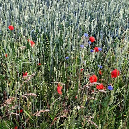 酒店 Alter Bahnhof Garni 3*